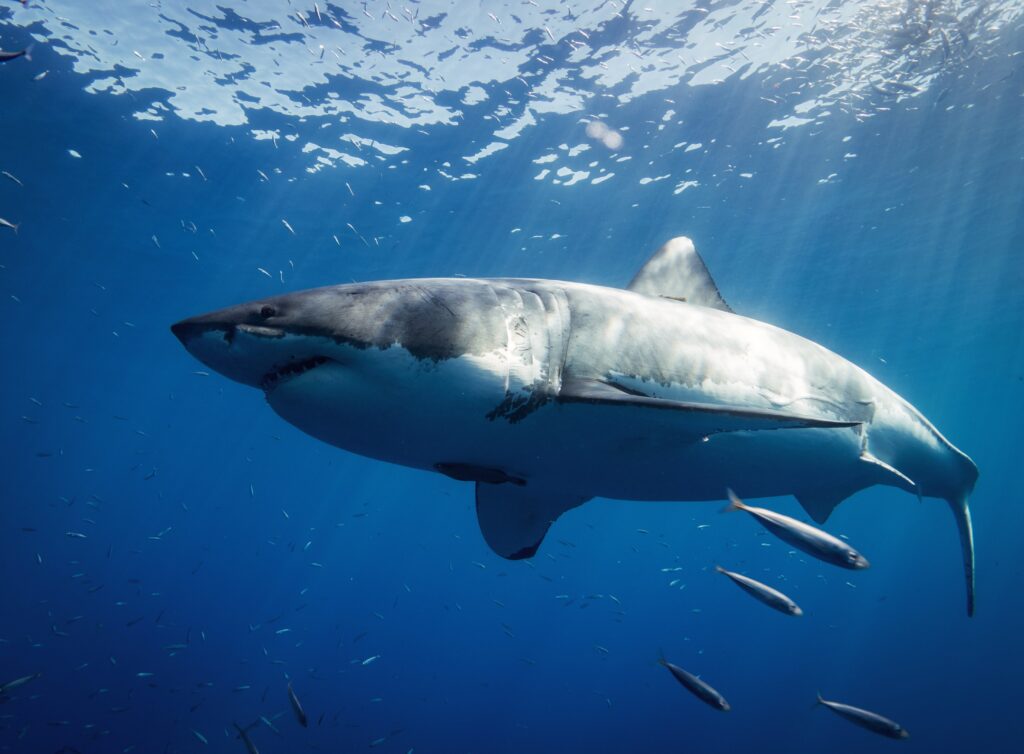 Great white shark swimming the ocean.